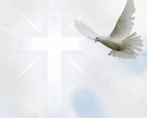 White dove flying against a light blue sky