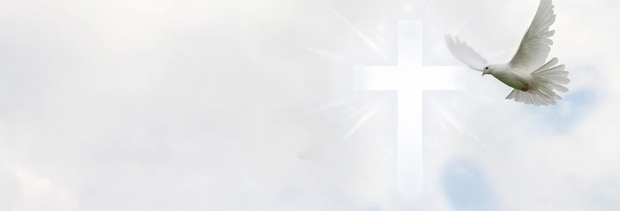 White dove flying against a light blue sky